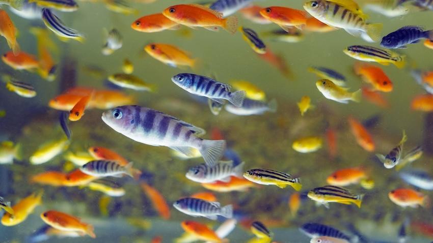 Blue and orange fish in an aquarium