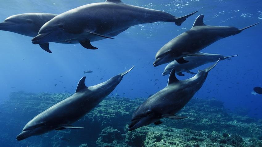 Multiple dolphins swimming in the ocean